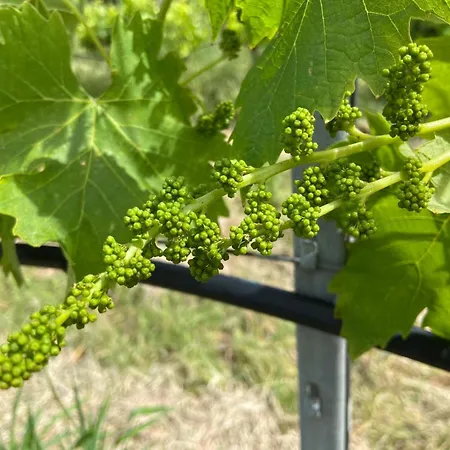 Tenuta Le Mandorlaie, In * Scansano