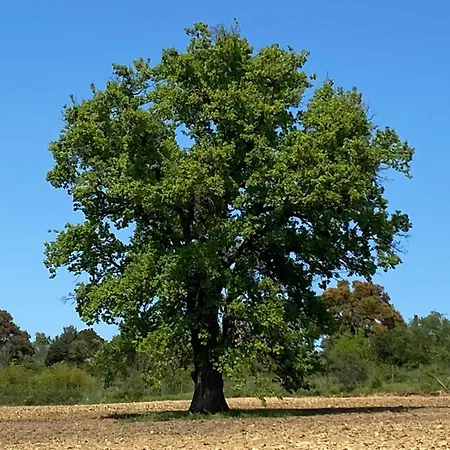 Tenuta Le Mandorlaie, In Farm stay *