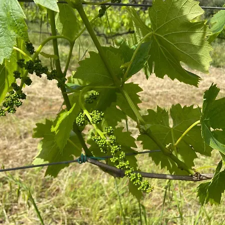 Tenuta Le Mandorlaie, In Scansano