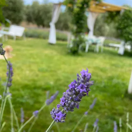 Tenuta Le Mandorlaie, In