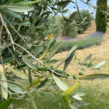 Tenuta Le Mandorlaie, In Alloggio per agriturismo